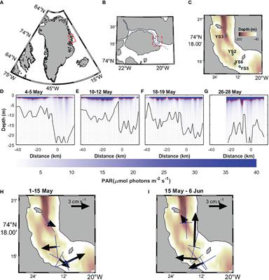 The role of local-ice meltwater in the triggering of an under-ice phytoplankton bloom in an Arctic fjord
